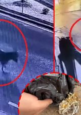 Kayseri&rsquo;de akılalmaz hırsızlık! Kuyumcuya &ccedil;alıntı forkliftle geldi, eşekle d&ouml;nd&uuml;: Altınları poşete doldurdum