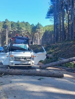 Kesilen ağa&ccedil; kamyonetin &uuml;zerine d&uuml;şt&uuml;: 1 kişi &ouml;ld&uuml;