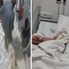 Korkun&ccedil; olay kamerada: K&ouml;peğin saldırısında koptu, doktorlar yerine dikemedi