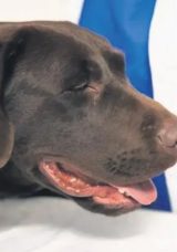 K&ouml;peklere &lsquo;gen&ccedil;lik iksiri&rsquo;