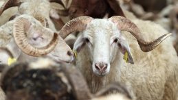 Kurban &ouml;ncesi şefkat ve hijyen uyarısı