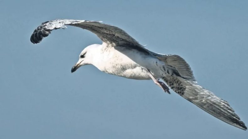 Kuşlarda Isı Mucizesi