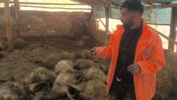 Malatya'da Ağıla Giren Kurt, 40 Koyunu &Ouml;ld&uuml;r&uuml;p 25 Koyunu Yaraladı