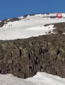 Malatya&rsquo;da ayı ve yavrusu g&ouml;r&uuml;nt&uuml;lendi