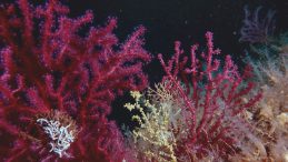 Marmara&rsquo;ya mercan nakli