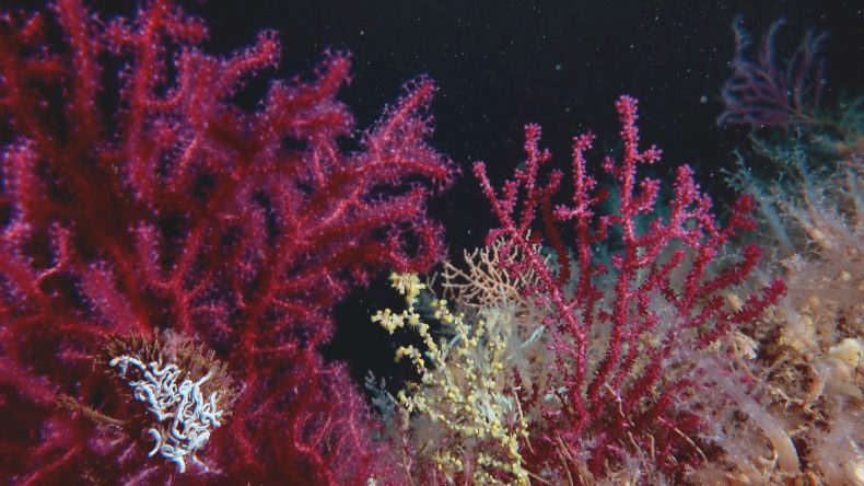 Marmara&rsquo;ya mercan nakli