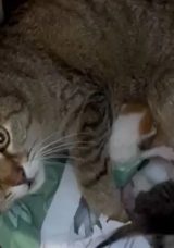 Maskot Kedi Yavrularını Okula Emanet Etti: İşte Duygulandıran An!
