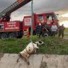 Menfeze d&uuml;şen inek itfaiye tarafından vin&ccedil;le kurtarıldı
