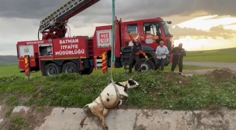 Menfeze d&uuml;şen inek itfaiye tarafından vin&ccedil;le kurtarıldı