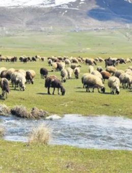 Meralarda bahar bereketi