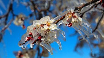 Meteorolojiden Zirai Don Uyarısı