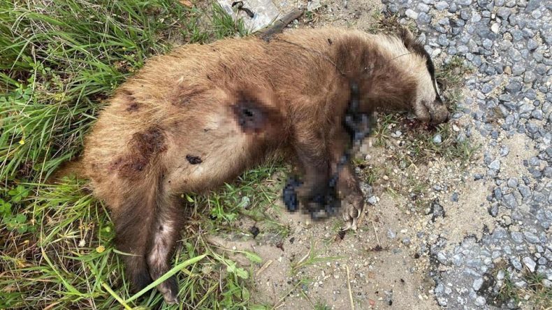 Nesli tehlike altındaydı… Aydın'da vurularak &ouml;ld&uuml;r&uuml;ld&uuml;