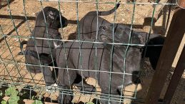 Para i&ccedil;in yaptıkları kan dondurdu! Vatandaşın ş&uuml;phesi skandalı ayyuka &ccedil;ıkardı: Vicdansızlara 327 bin lira ceza kesildi