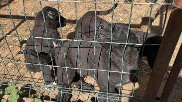 Para i&ccedil;in yaptıkları kan dondurdu! Vatandaşın ş&uuml;phesi skandalı ayyuka &ccedil;ıkardı: Vicdansızlara 327 bin lira ceza kesildi