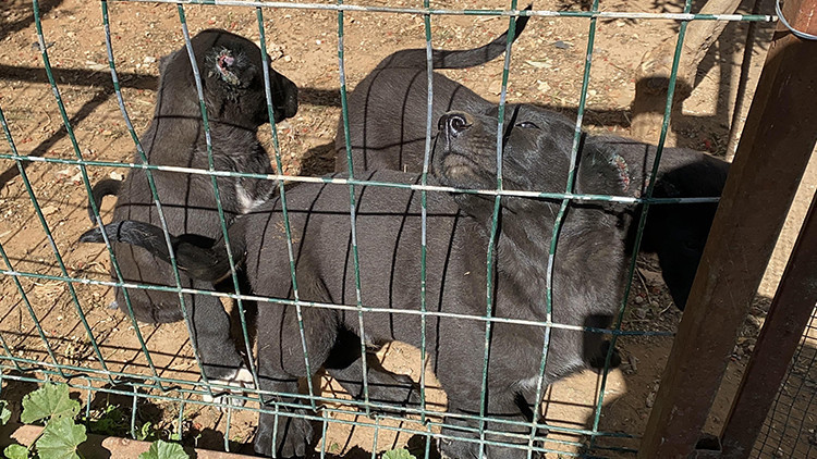 Para i&ccedil;in yaptıkları kan dondurdu! Vatandaşın ş&uuml;phesi skandalı ayyuka &ccedil;ıkardı: Vicdansızlara 327 bin lira ceza kesildi