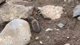 Sağanakla yuvalarını su basınca y&uuml;zeye &ccedil;ıktılar | 'Bu alışılmış bir durum değil'