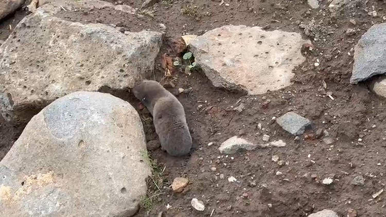 Sağanakla yuvalarını su basınca y&uuml;zeye &ccedil;ıktılar | 'Bu alışılmış bir durum değil'