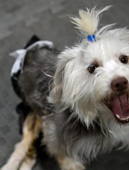 Sahibini kaybeden Yumoş'un y&uuml;rek burkan hikayesi: Yeni yuva arıyor!