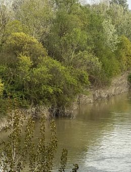 Sakarya Nehri&rsquo;ne D&uuml;şt&uuml;: Kaybolan &Ccedil;ocuk Aranıyor!