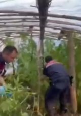 Serayı Uyuşturucu Tarlasına &Ccedil;evirmiş: 11 Kilogram Skunk ve 105 K&ouml;k Skunk Bitkisi!