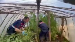 Serayı Uyuşturucu Tarlasına &Ccedil;evirmiş: 11 Kilogram Skunk ve 105 K&ouml;k Skunk Bitkisi!