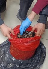 Sofralara ulaşmadan yakalandı! Bursa ve Balıkesir&rsquo;de eş zamanlı operasyonlarda tonlarca ka&ccedil;ak midye ele ge&ccedil;irildi!