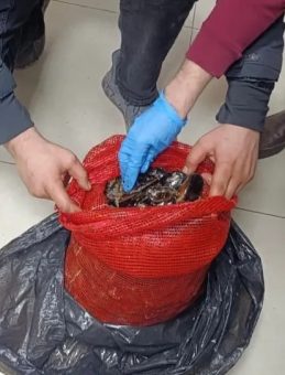 Sofralara ulaşmadan yakalandı! Bursa ve Balıkesir&rsquo;de eş zamanlı operasyonlarda tonlarca ka&ccedil;ak midye ele ge&ccedil;irildi!