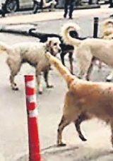 Sokak k&ouml;pekleri Mayıs ayına kadar toplatılacak