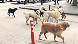 Sokak k&ouml;pekleri Mayıs ayına kadar toplatılacak