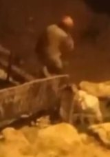 Sosyal Medyada Paylaşılan G&ouml;r&uuml;nt&uuml;ler &Ccedil;ok Konuşuldu: Canı Adam K&ouml;peği D&ouml;verek &Ouml;ld&uuml;rd&uuml;!