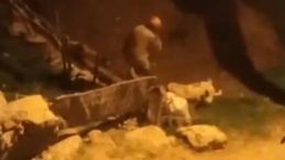 Sosyal Medyada Paylaşılan G&ouml;r&uuml;nt&uuml;ler &Ccedil;ok Konuşuldu: Canı Adam K&ouml;peği D&ouml;verek &Ouml;ld&uuml;rd&uuml;!