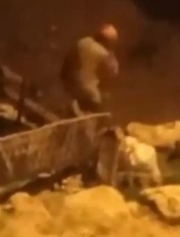 Sosyal Medyada Paylaşılan G&ouml;r&uuml;nt&uuml;ler &Ccedil;ok Konuşuldu: Canı Adam K&ouml;peği D&ouml;verek &Ouml;ld&uuml;rd&uuml;!