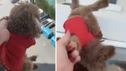 Tepki &ccedil;eken g&ouml;r&uuml;nt&uuml;ler! K&ouml;peği pencereden sarkıtıp cama vurdu