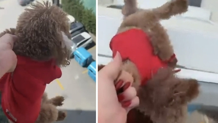 Tepki &ccedil;eken g&ouml;r&uuml;nt&uuml;ler! K&ouml;peği pencereden sarkıtıp cama vurdu