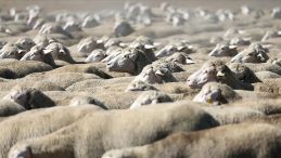 TİGEM ihale a&ccedil;tı: 600 k&uuml;&ccedil;&uuml;kbaş hayvan satılacak