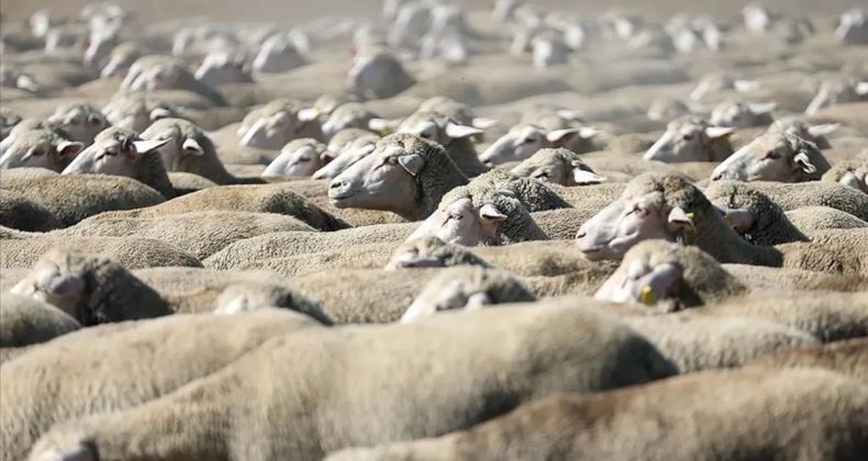 TİGEM ihale a&ccedil;tı: 600 k&uuml;&ccedil;&uuml;kbaş hayvan satılacak