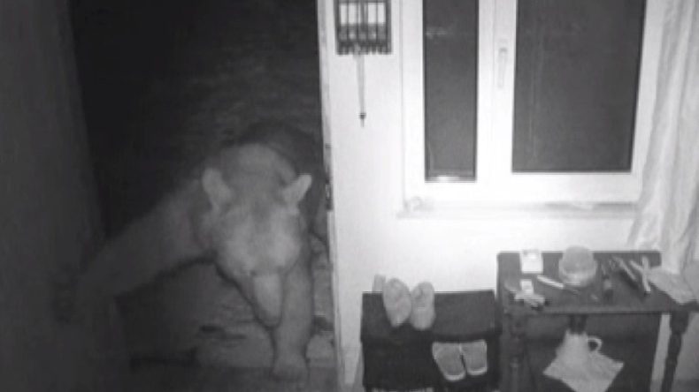 Trabzon&rsquo;da Yayla Evlerine Giren Ayılar Kamerada