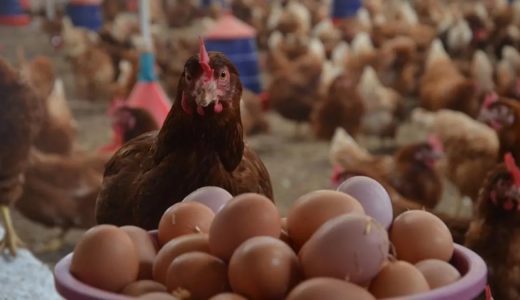 T&Uuml;İK a&ccedil;ıkladı: Tavuk eti ve yumurta &uuml;retiminde dikkat &ccedil;eken gelişme