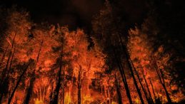 T&uuml;rkiye'de ge&ccedil;en yıl 3 bin 224 orman yangını &ccedil;ıktı