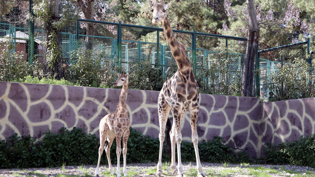 T&uuml;rkiye&rsquo;de doğan ilk z&uuml;rafa oldu: İsmi anketle belli olacak! 'G&ouml;rmek i&ccedil;in buraya gelin'