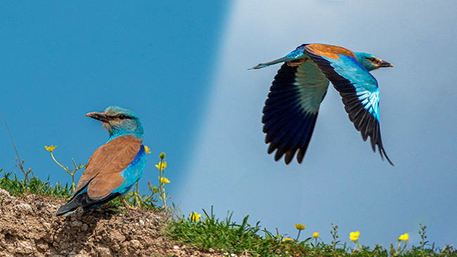 Yaz aylarında T&uuml;rkiye'de g&ouml;r&uuml;l&uuml;yor: B&uuml;y&uuml;leyici rengiyle Adıyaman'da ortaya &ccedil;ıktı