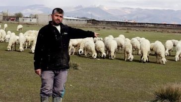 Yeme i&ccedil;me ve sigorta da işverene ait: Bu maaşla &ccedil;alışacak &ccedil;oban bulamıyorlar