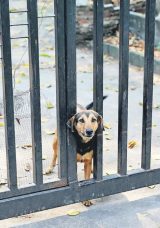 Zincirsiz k&ouml;pek besleyene 2 milyon TL ceza