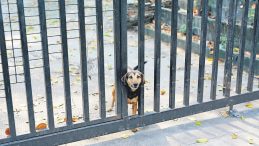Zincirsiz k&ouml;pek besleyene 2 milyon TL ceza