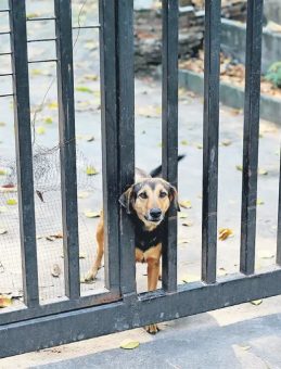 Zincirsiz k&ouml;pek besleyene 2 milyon TL ceza